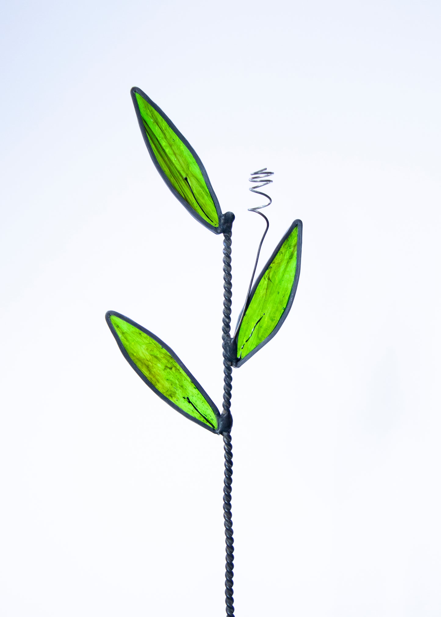 Green Leaves with Black Edge