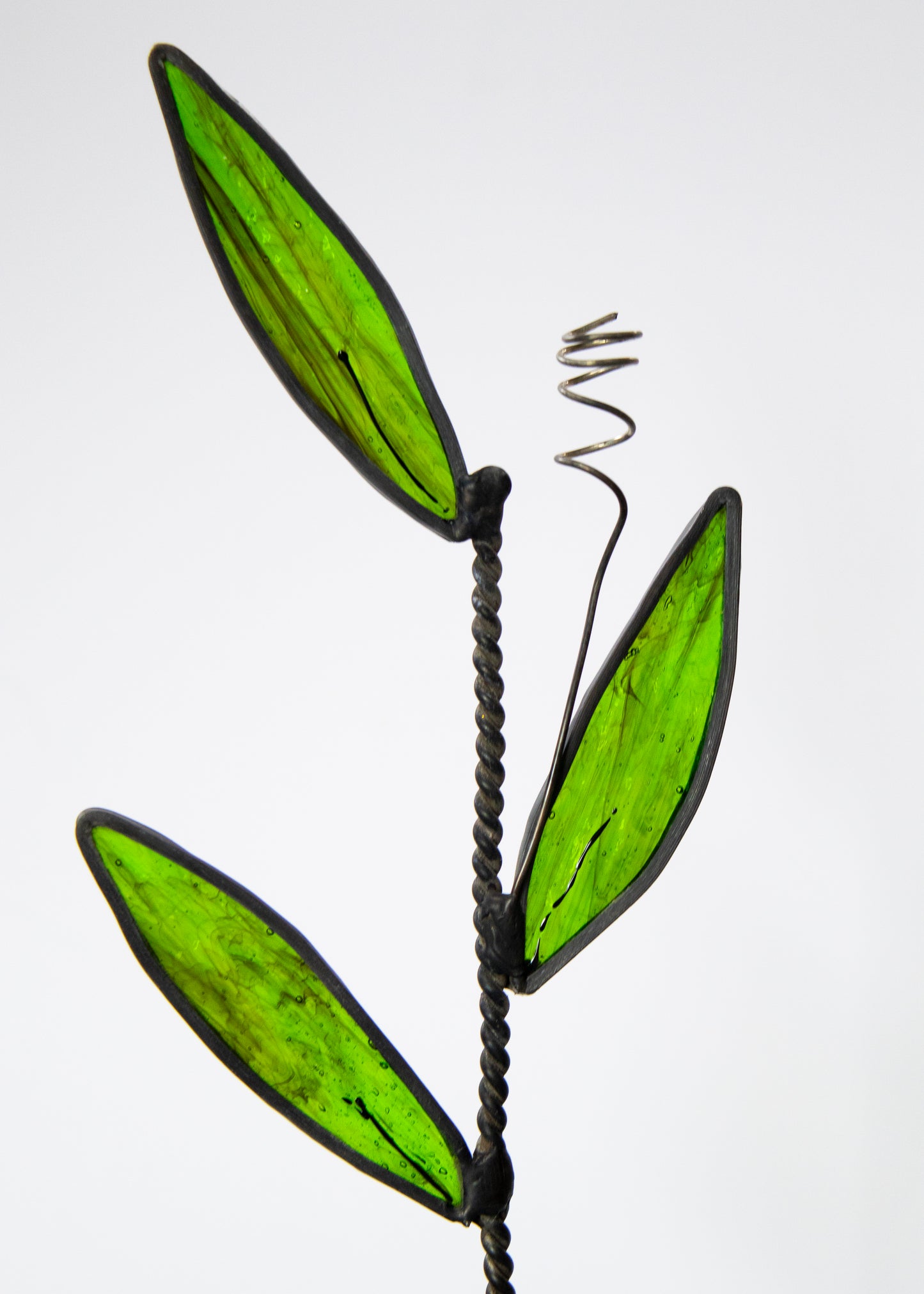 Green Leaves with Black Edge
