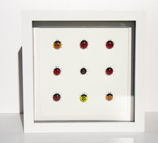 Glass Ladybird Family