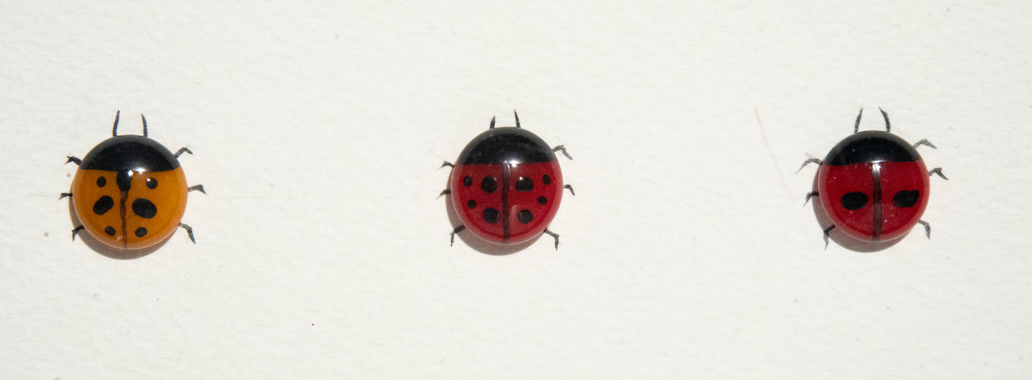 Glass Ladybird Family