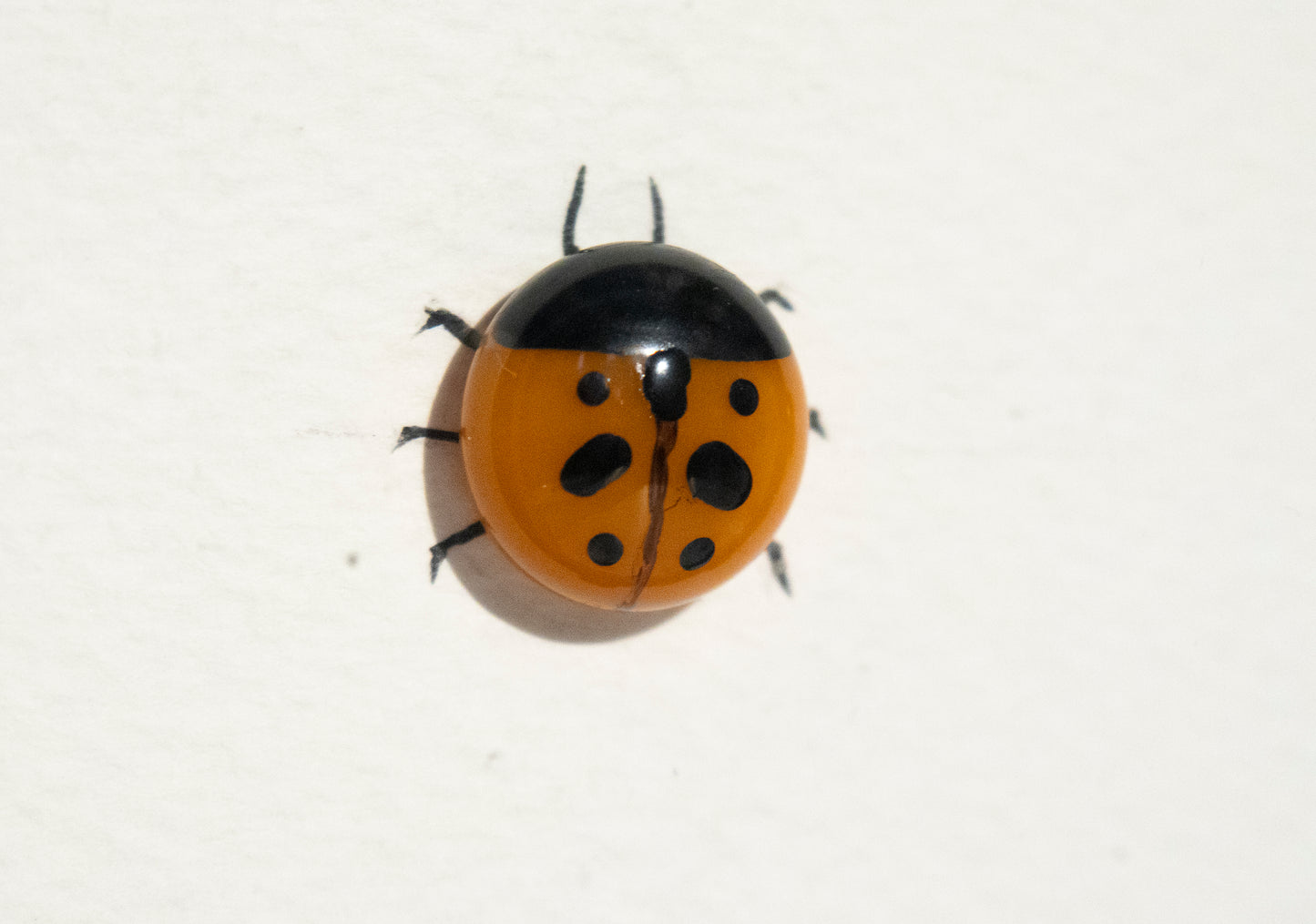 Glass Ladybird Family