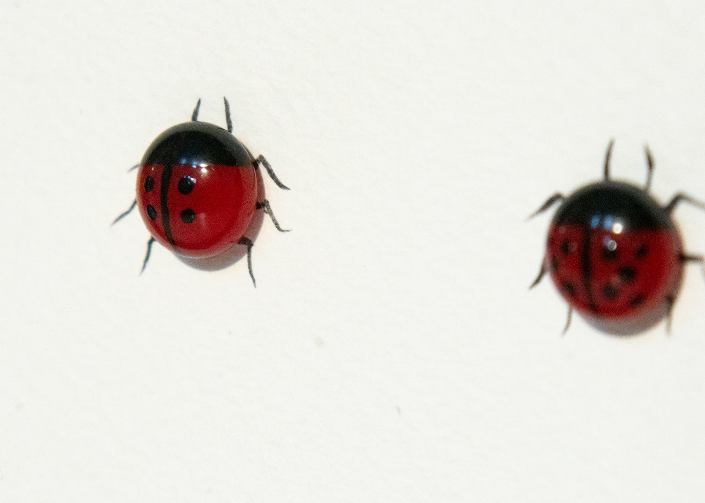 Glass Ladybird Family