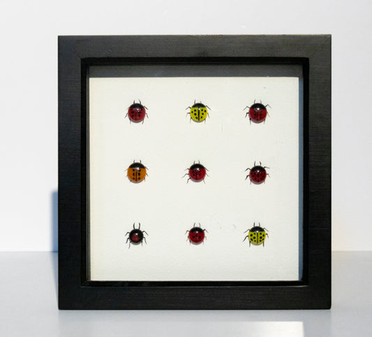 Glass Ladybird Family