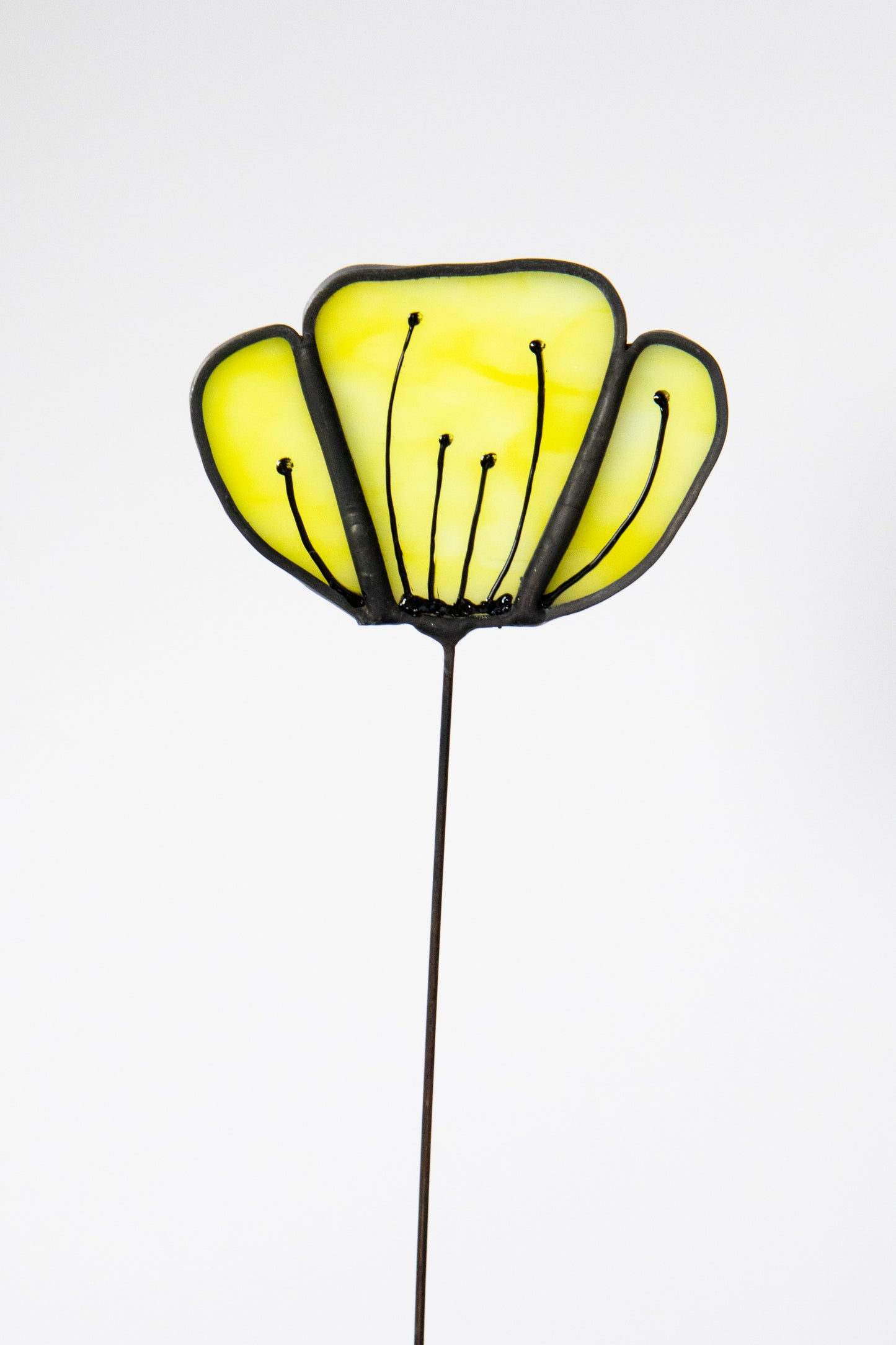 Opaque Yellow Flower with Black Edge