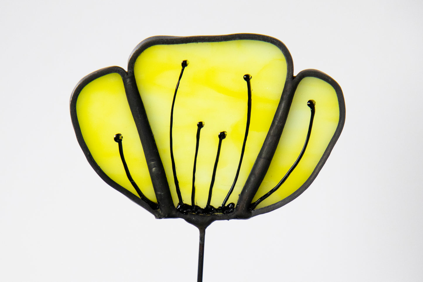Opaque Yellow Flower with Black Edge