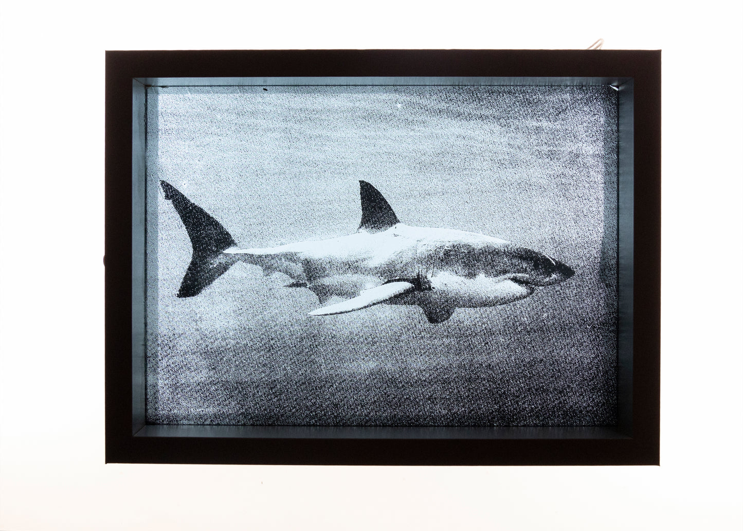 Shark - Screen Printed Glass